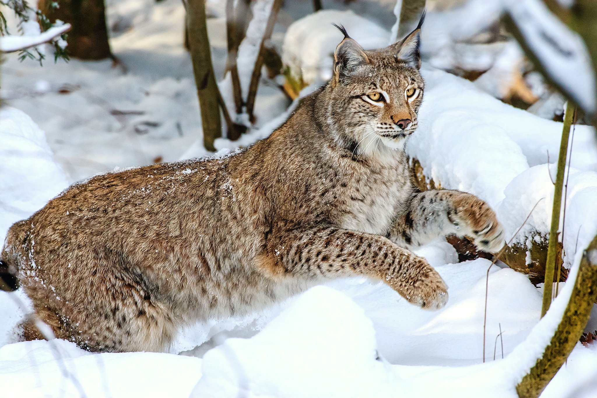 Баргузинский заповедник Рысь. Рысь обыкновенная Lynx Lynx Linnaeus, 1758. Канадская Рысь Бобкэт. Сибирская Рысь. Рысь в тундре