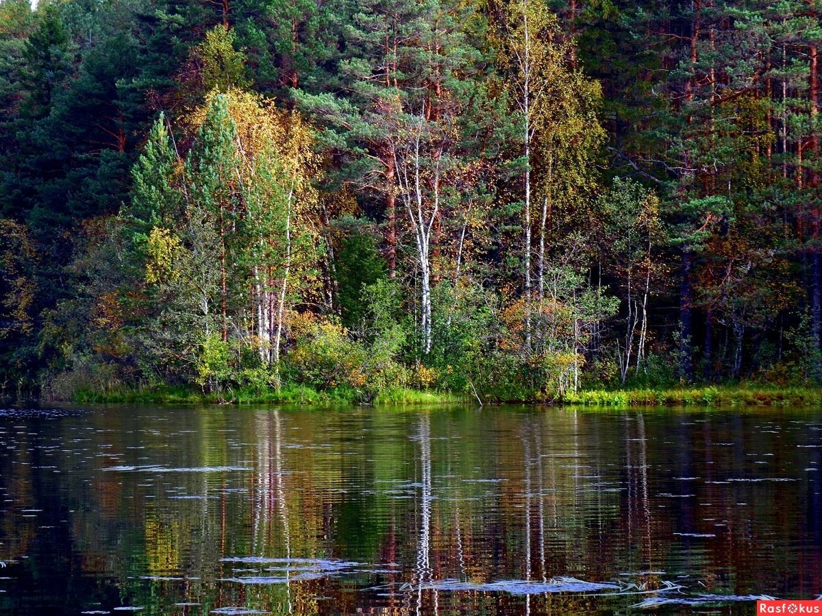 Лесное озеро Карелия