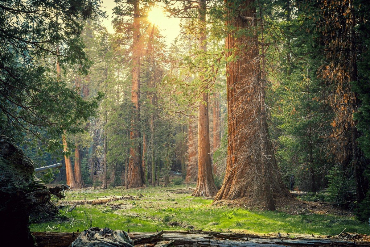 Сказочный лес Секвойя США