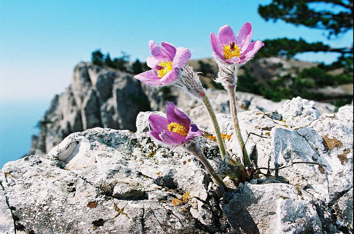 Крымский Эдельвейс цветок