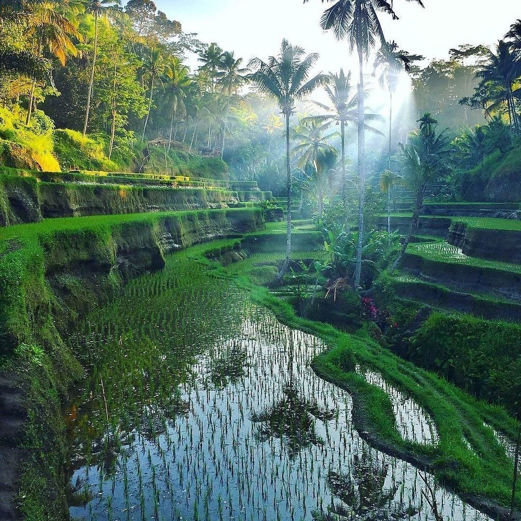 Висячие сады Убуд Бали Индонезия