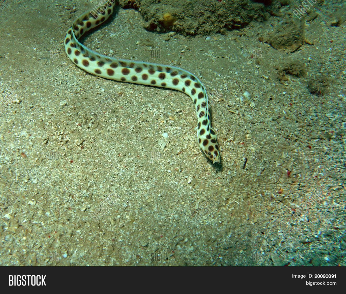 Пятнистая морская змея красное море