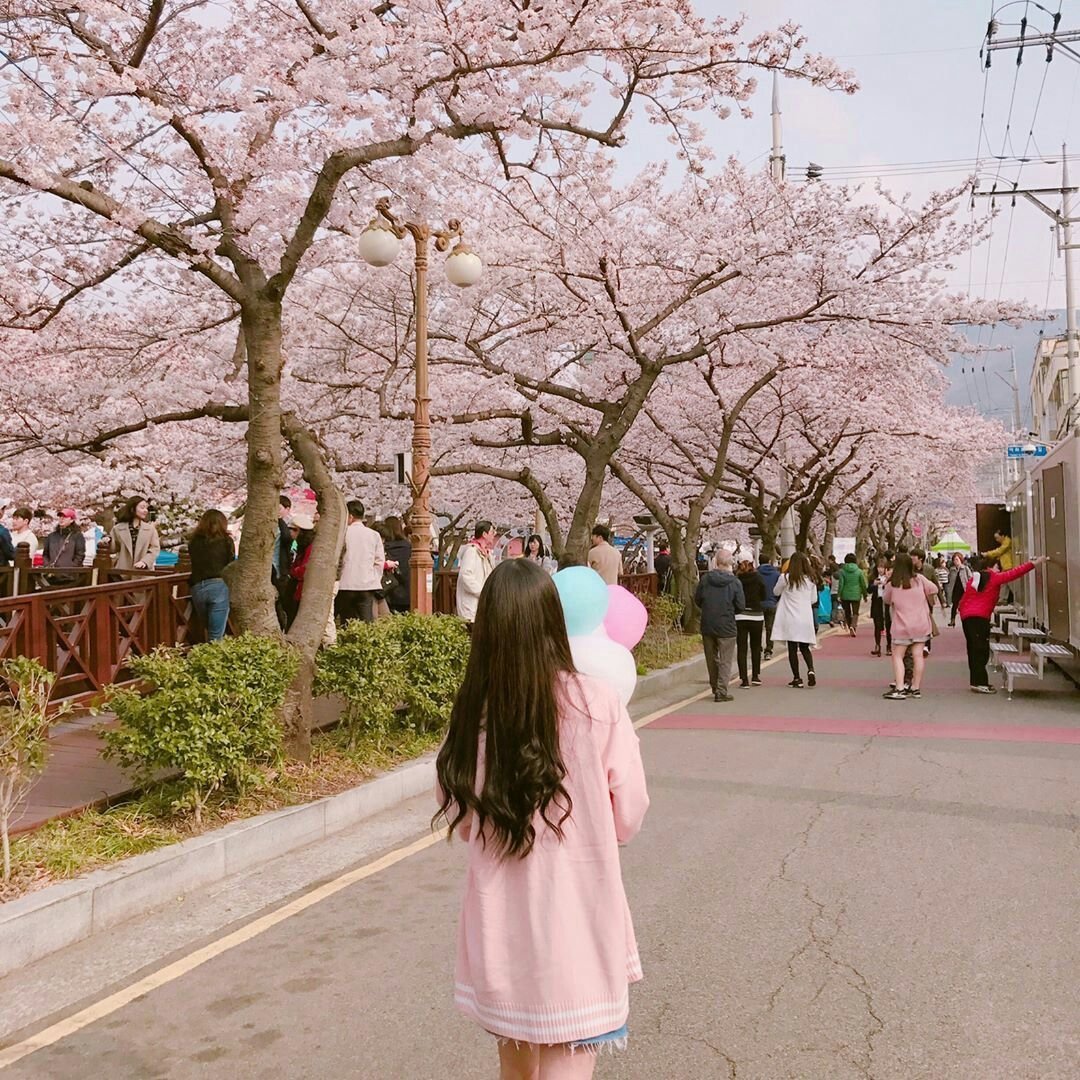 Цветет Сакура в Корее Инстаграмм