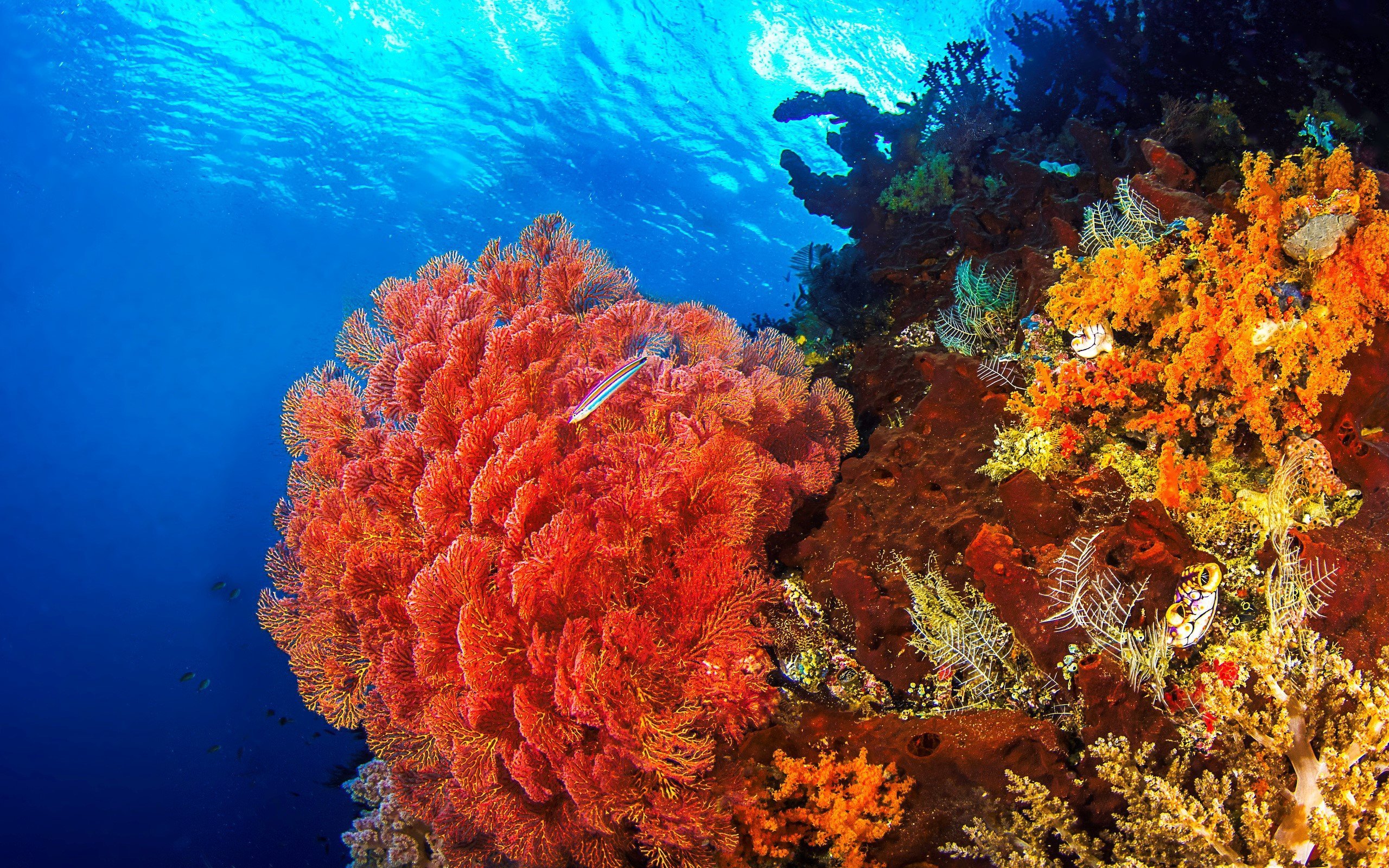 Подводный мир кораллов. Коралловые рифы красного моря. Раджа Ампат кораллы. Атлантический океан коралловый риф.