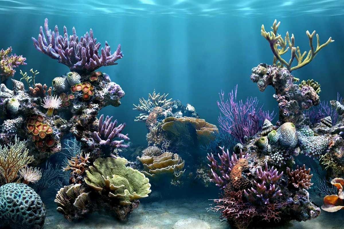 Коралловый риф 4. Подводный риф риф. Подводные растения. Морское дно. Морской мир.