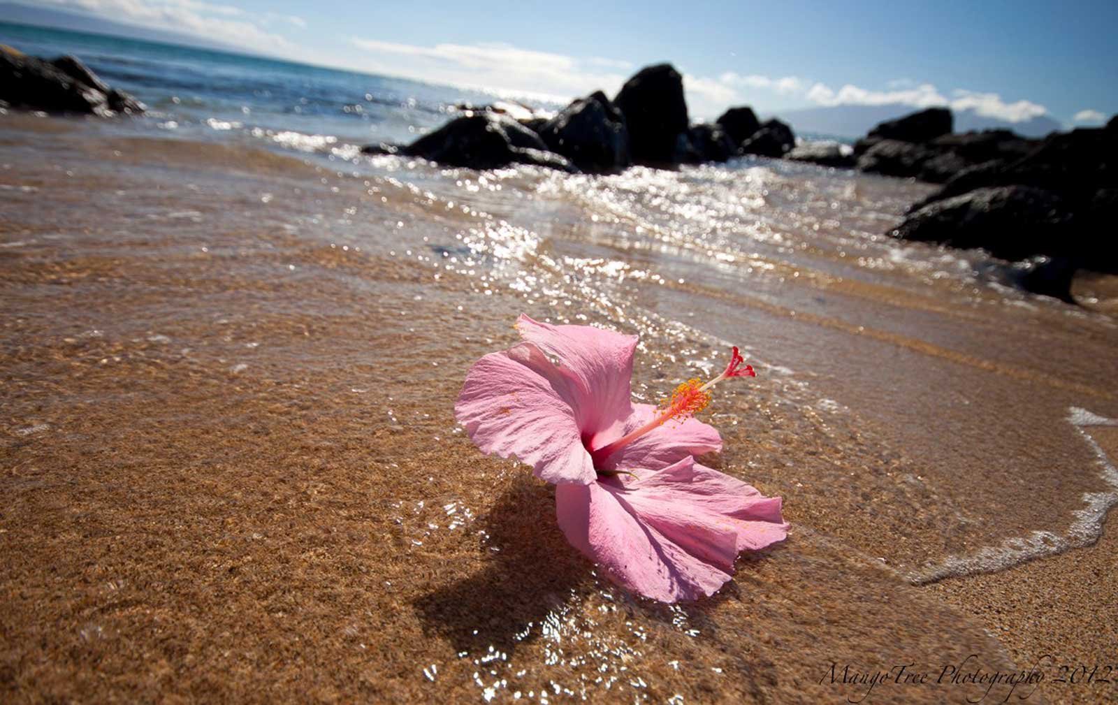 Яркие цветы на море. Плюмерия Гавайи. Цветы и море. Цветы морского побережья. Цветочек на пляже.