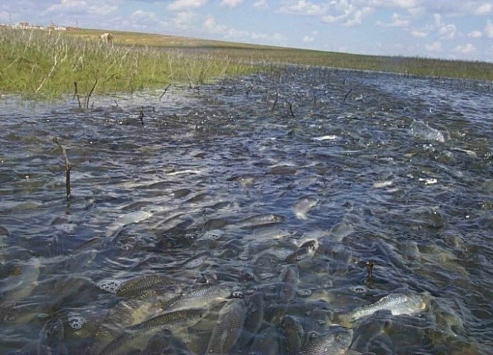 Рыбалка на реке волга. Нерест Волга. Рыбы в водоеме. Рыба в озере. Ловля рыбы в нерест.