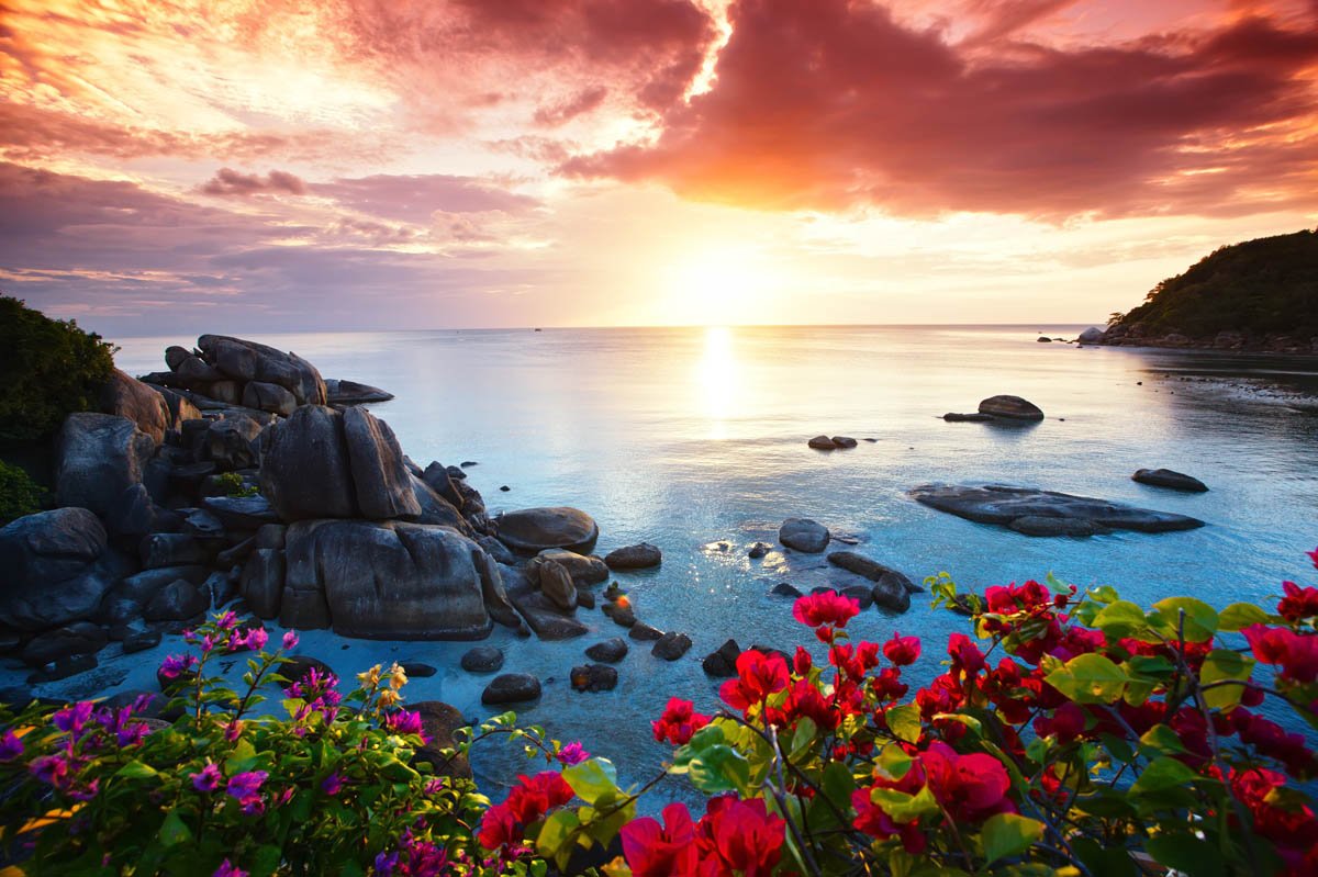 Яркие цветы на море. Тайланд Самуи. Природа море. Цветы море солнце. Цветы и море.