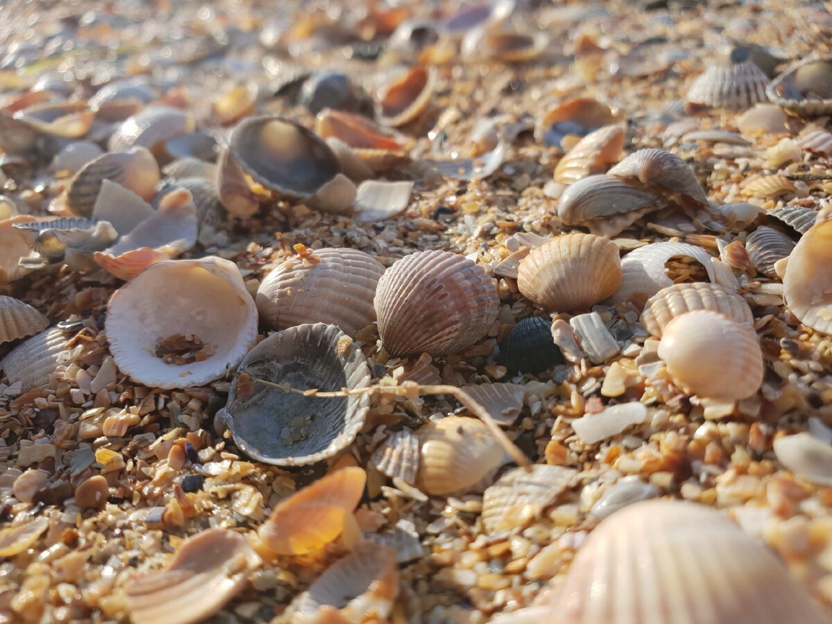 Голубицкая пляж из ракушек
