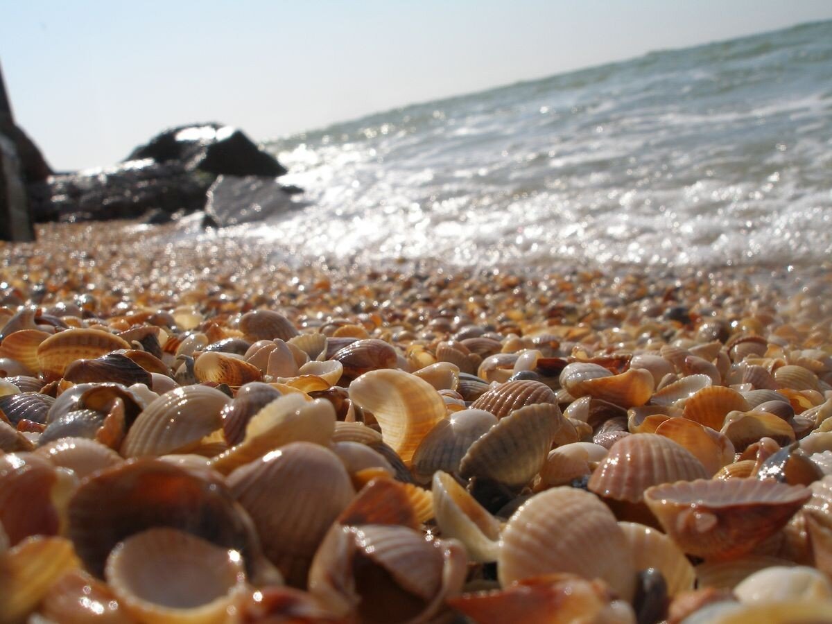 Ракушечный пляж азовское море