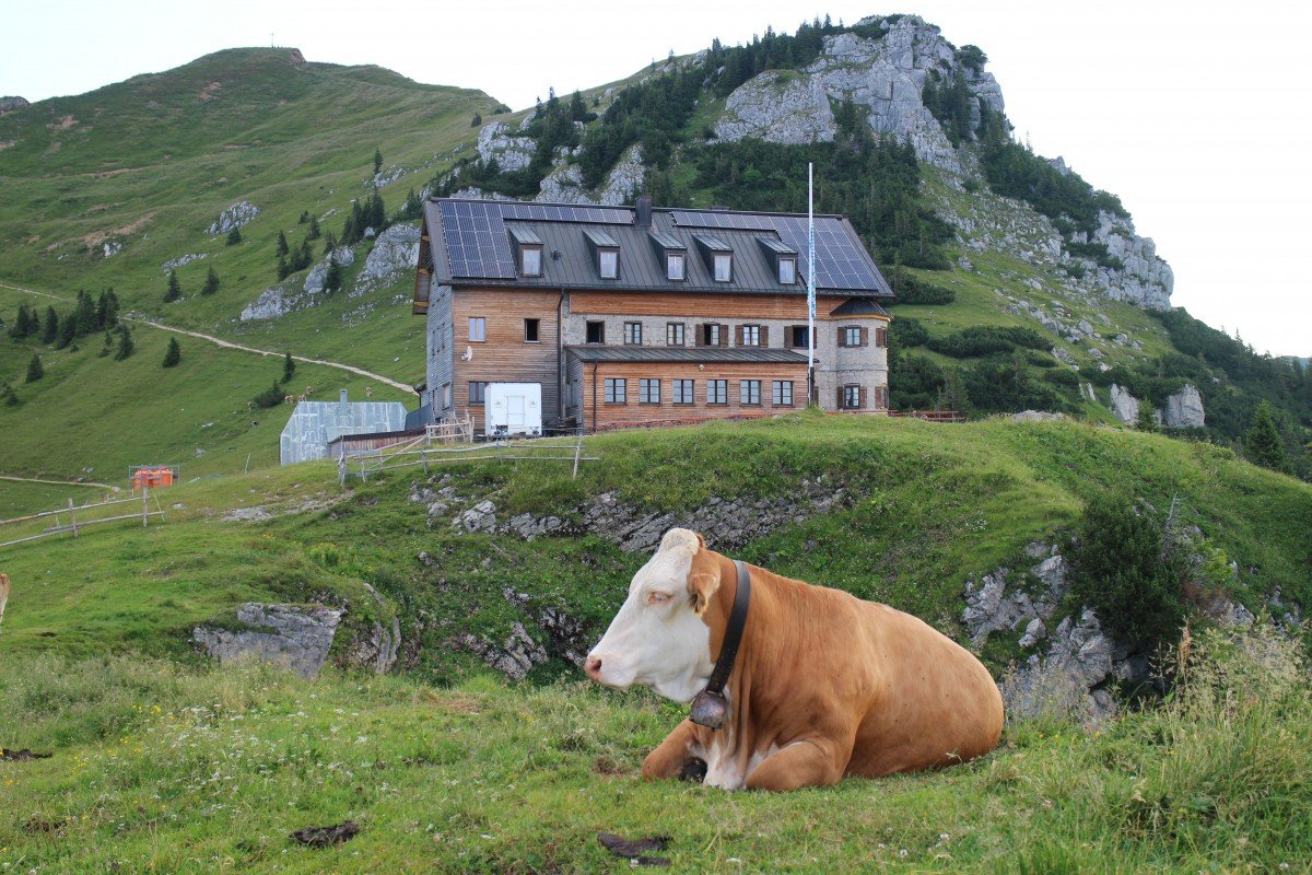 Альпы деревня коровы