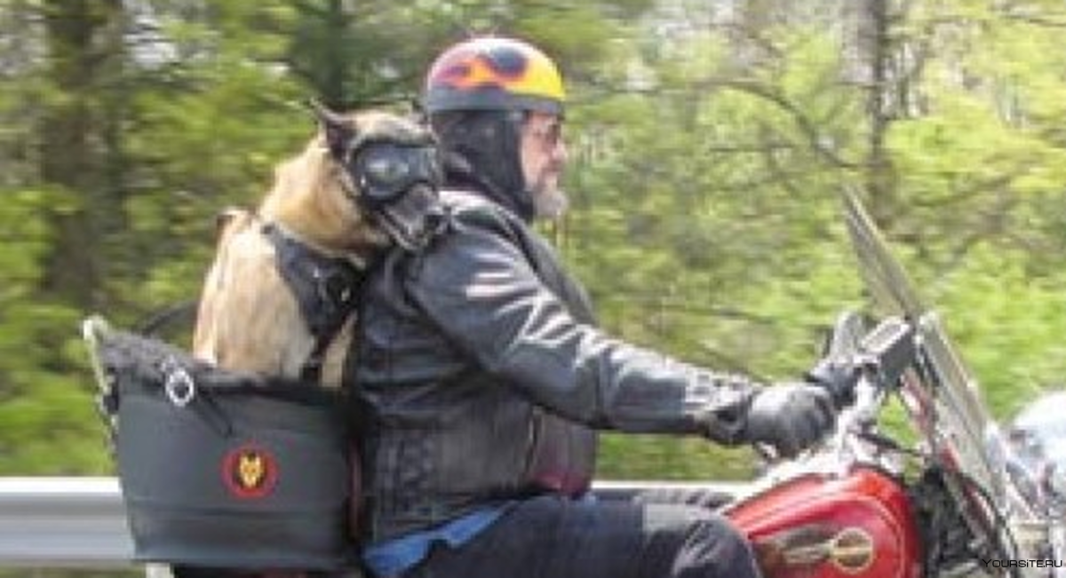 Сиденье для собаки на мотоцикл