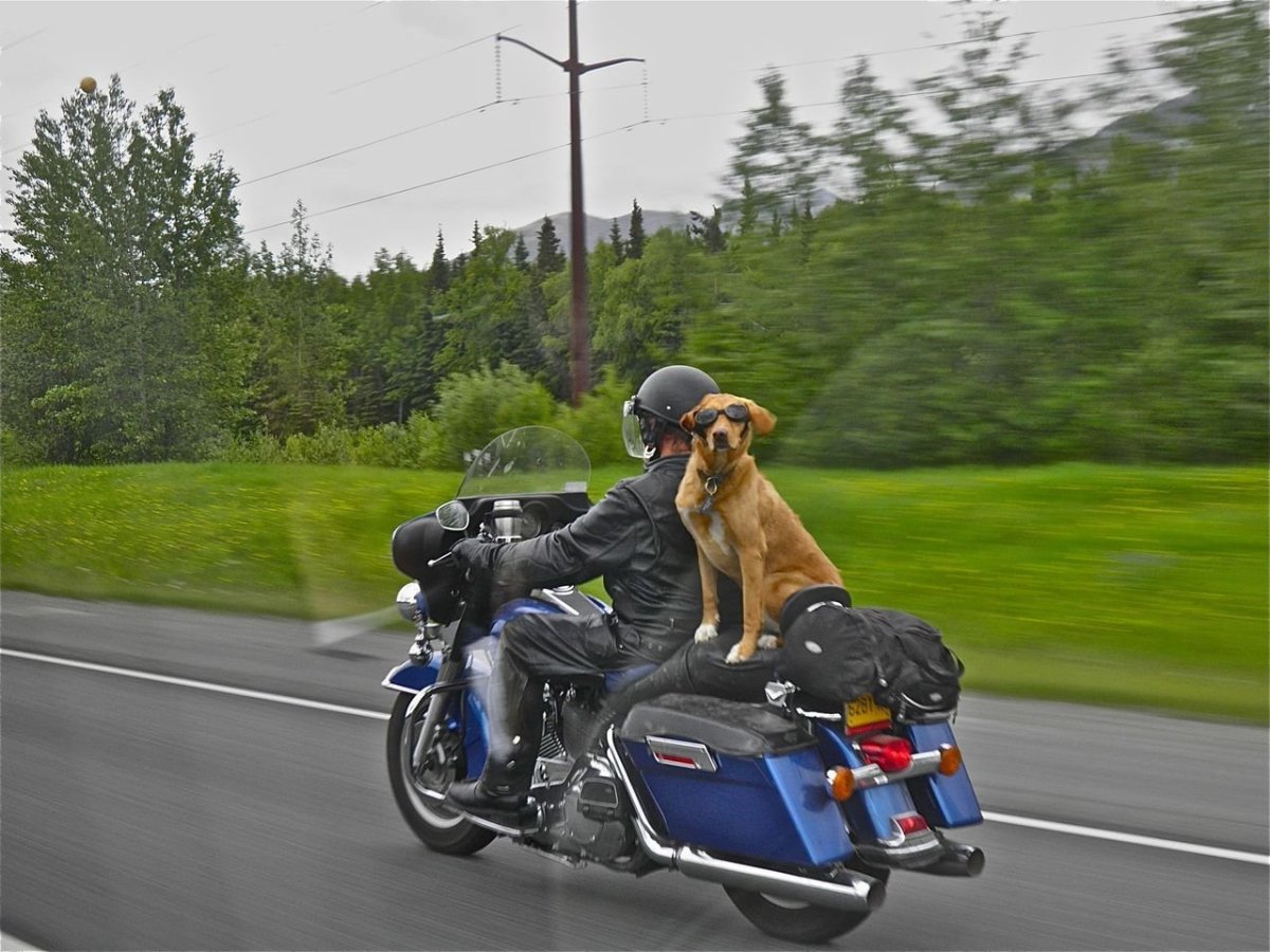 Собака едет на мотоцикле