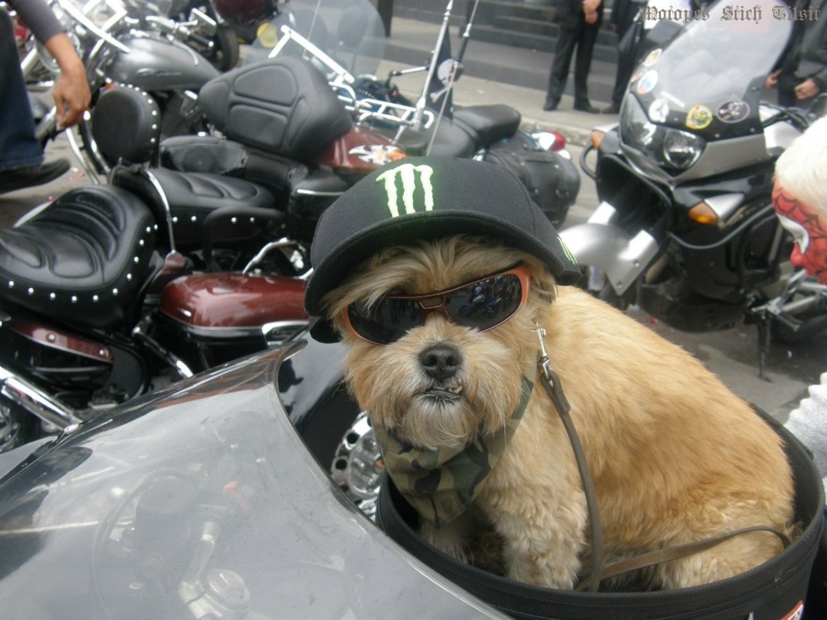 Собака на мотоцикле