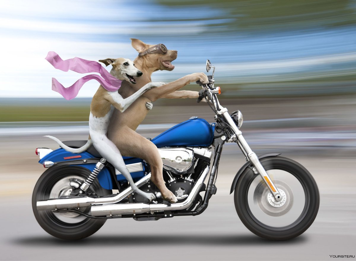 Собачка на мотоцикле