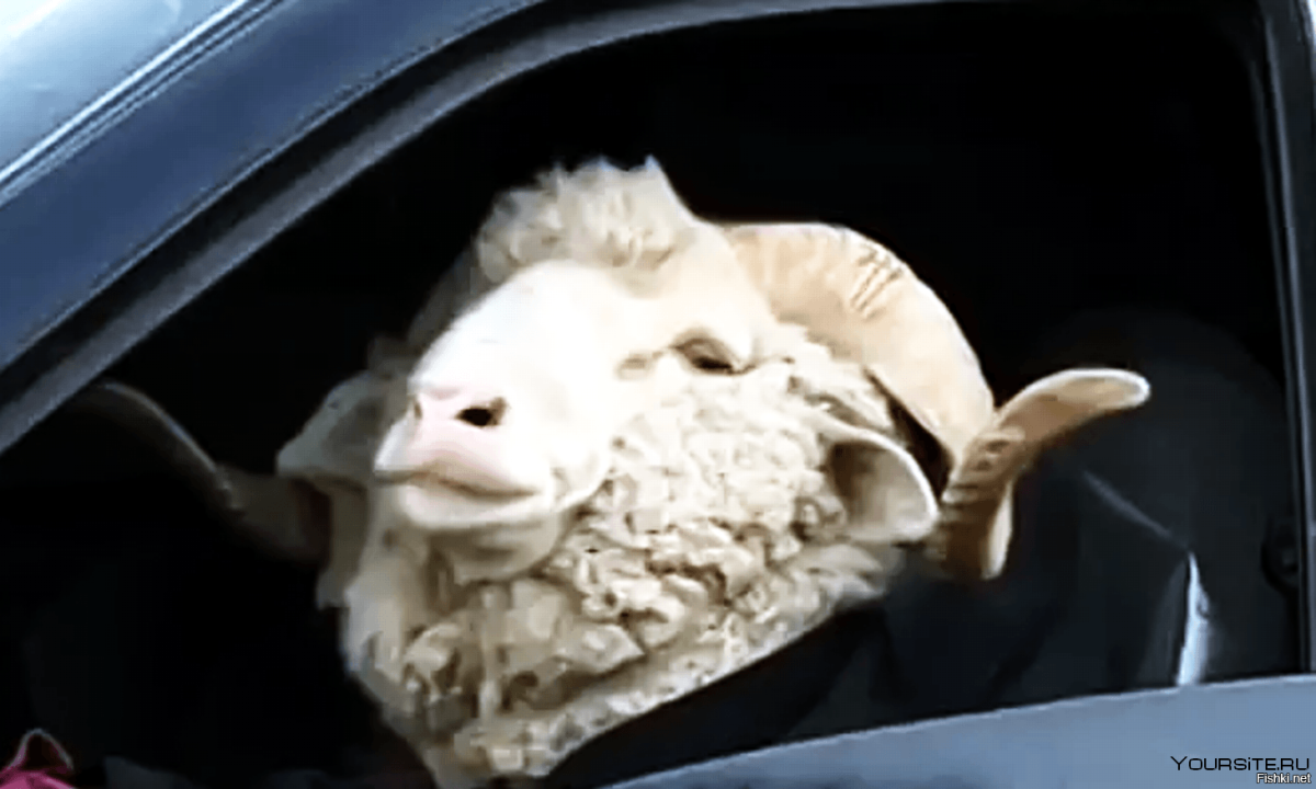 Овечка в машине