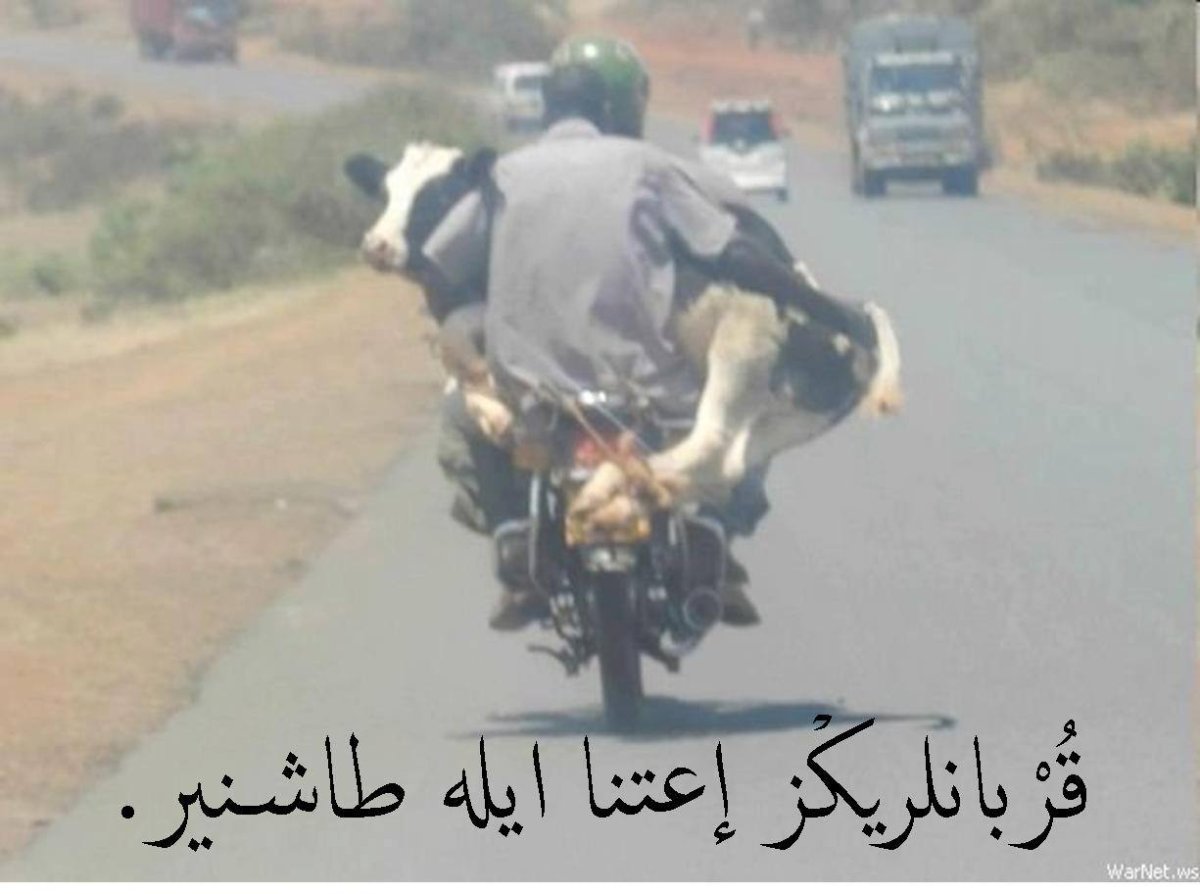 Тёлка байк и ветер свободы