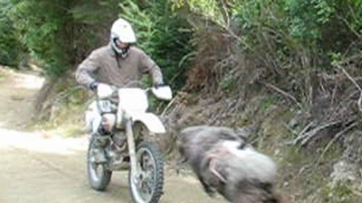 Реклама баран на мотоцикле