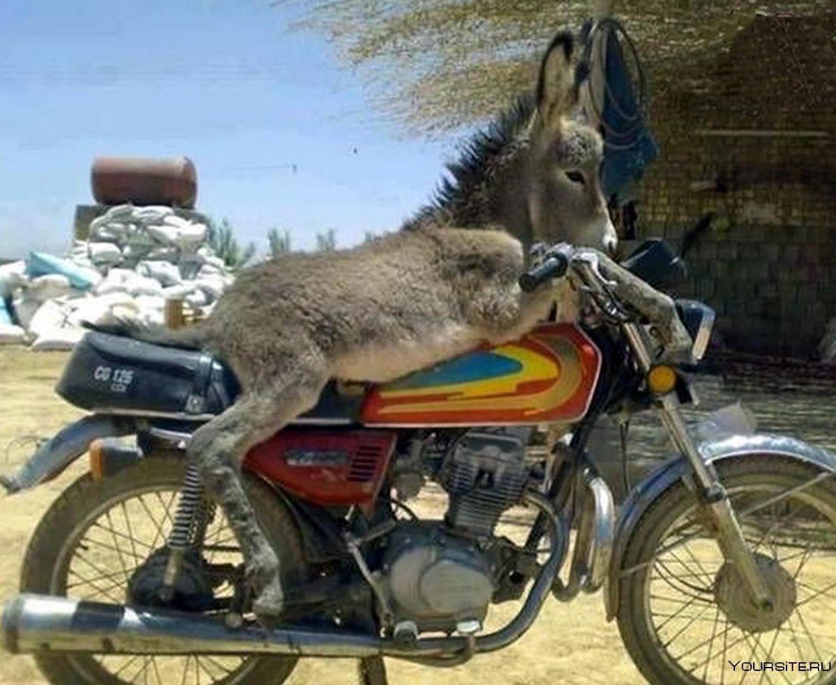 Тюнингованный ишак