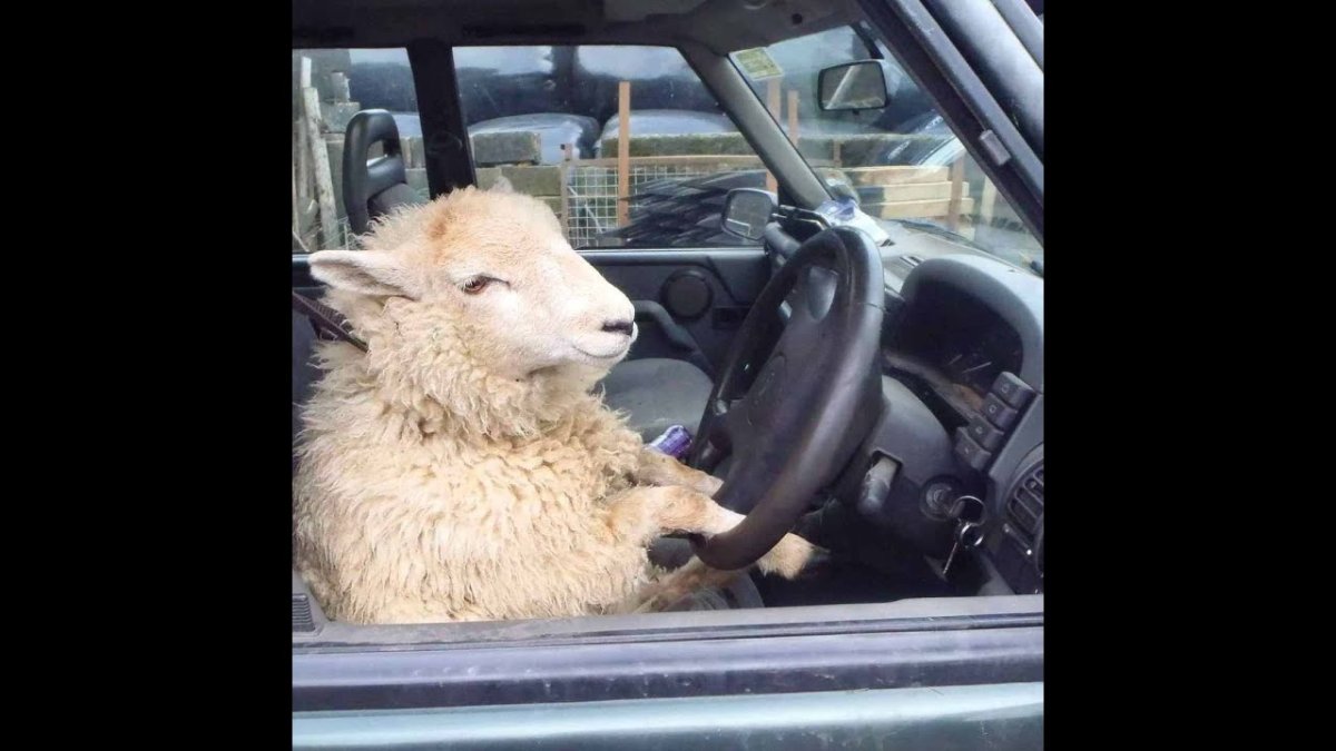 Овечка в машине