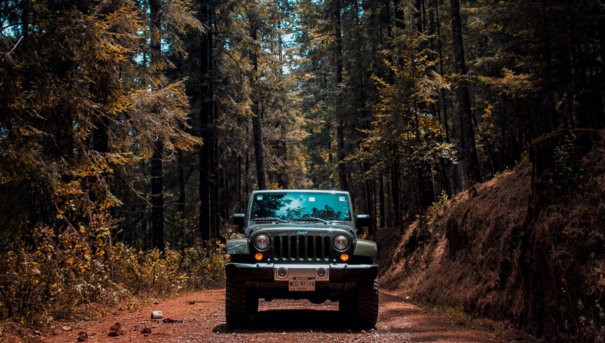 Jeep в лесу