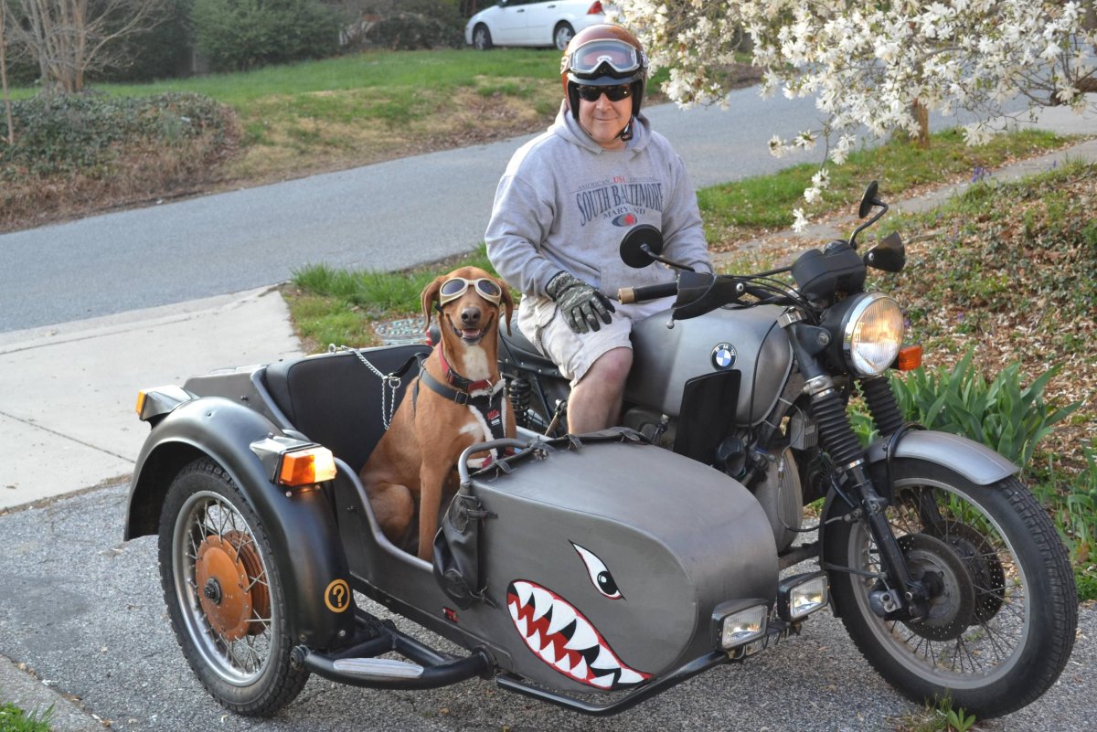 Собака в люльке мотоцикла