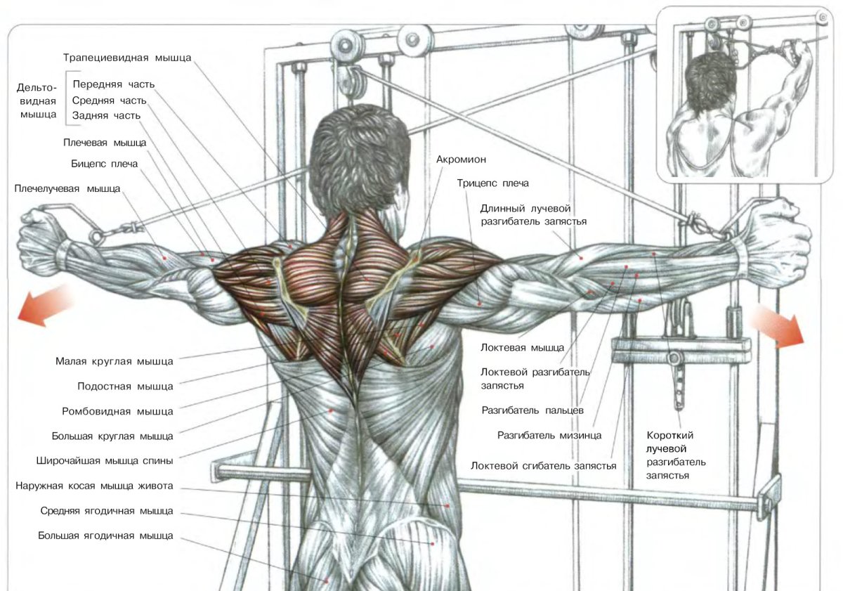 Упражнение для дельтовидные мышцы (мышцы плечевого пояса);