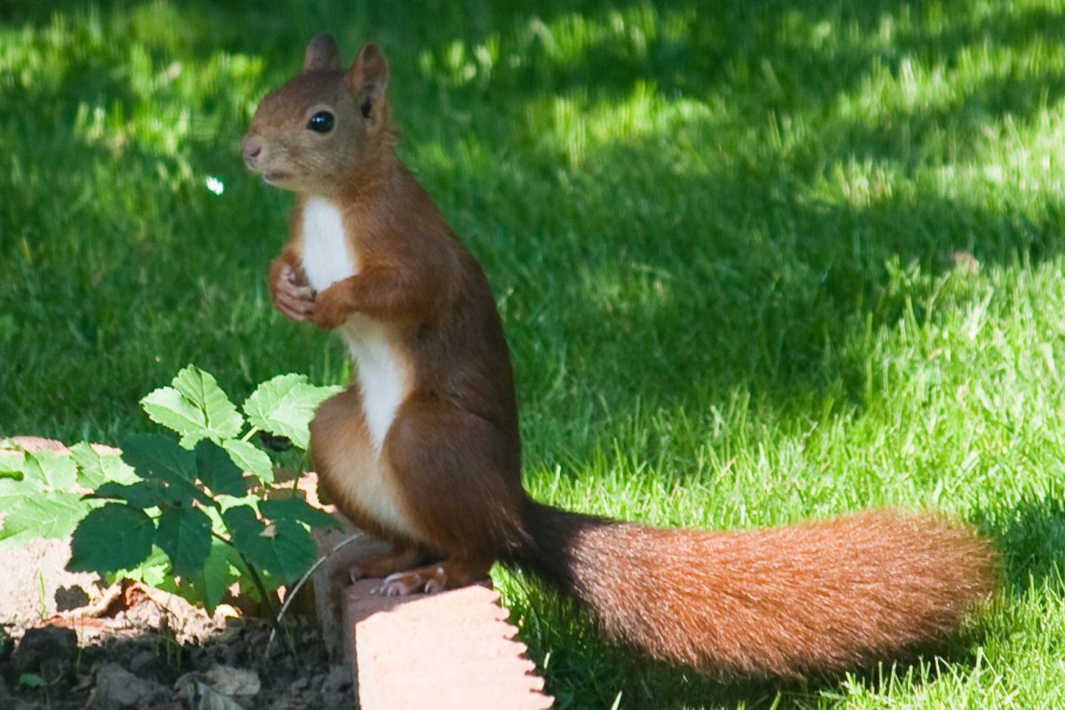 Марка Red Squirrel Sciurus vulgaris Нидерланды