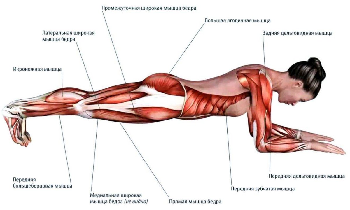 Планка группы мышц
