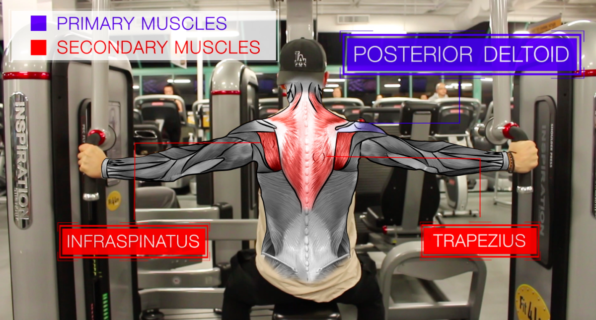 Reverse pec-Deck Rear delts