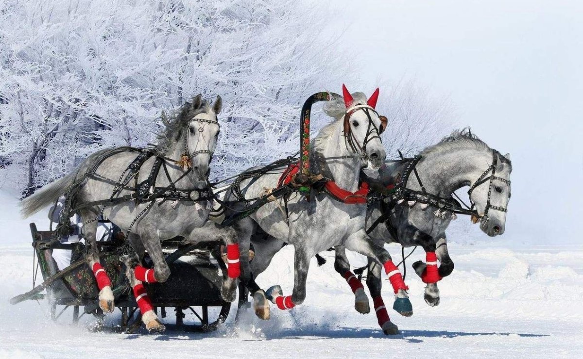 Тройка запряженная в сани