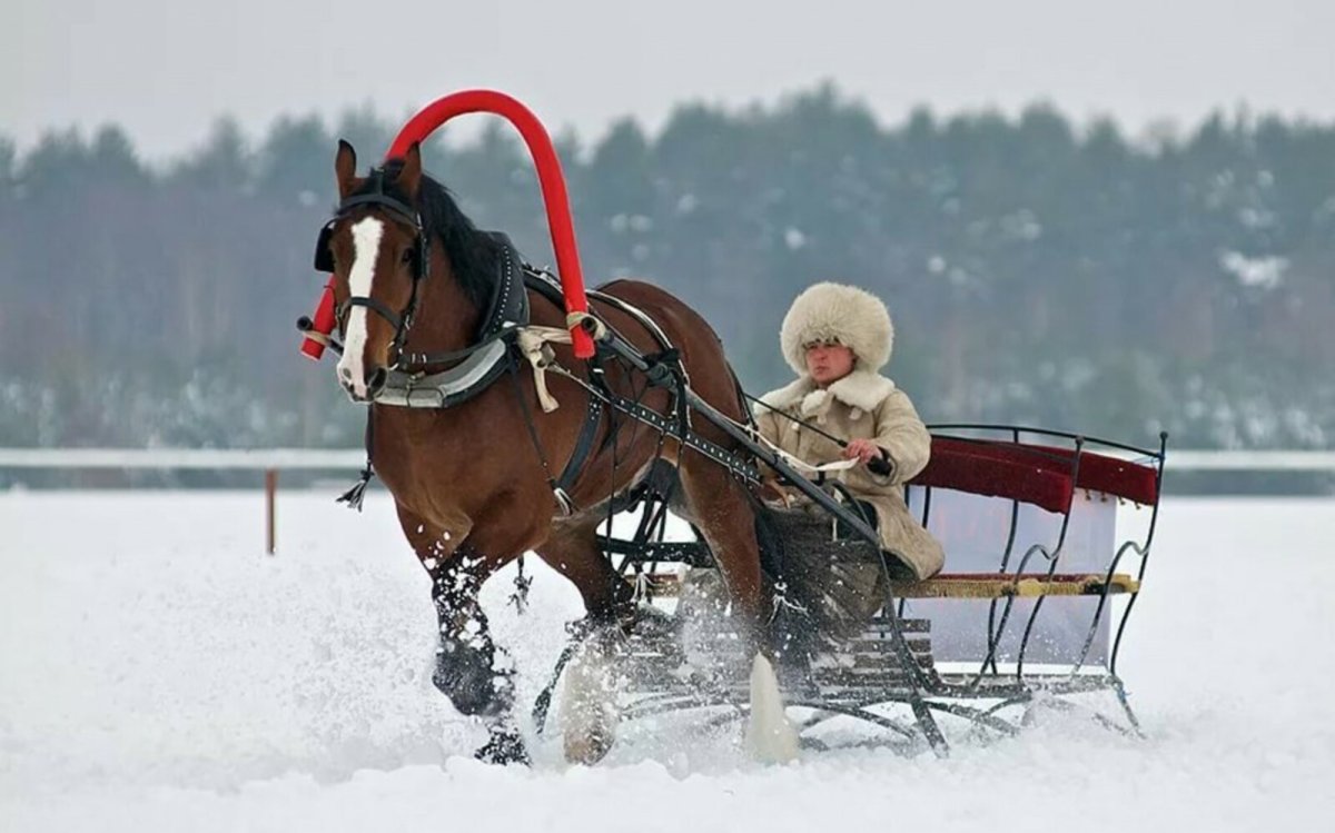 Лошадь запряженная в сани