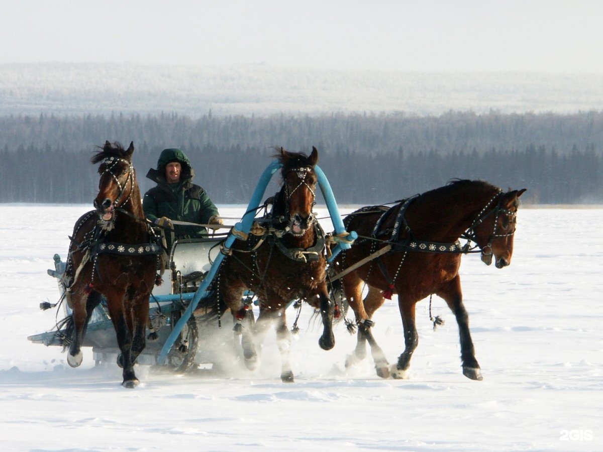 Прогулка на санях