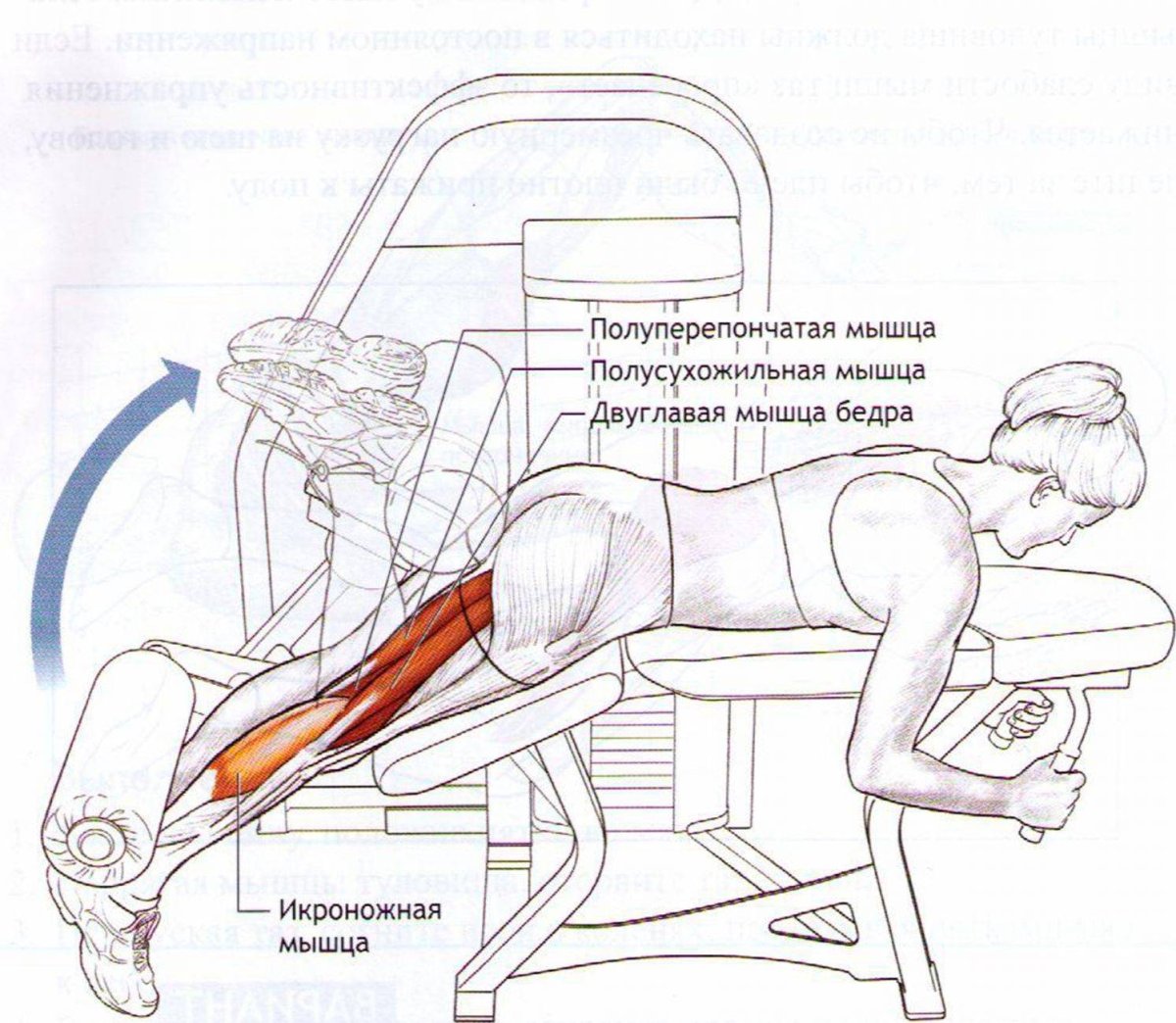 Разгибание ног в тренажере сидя схема