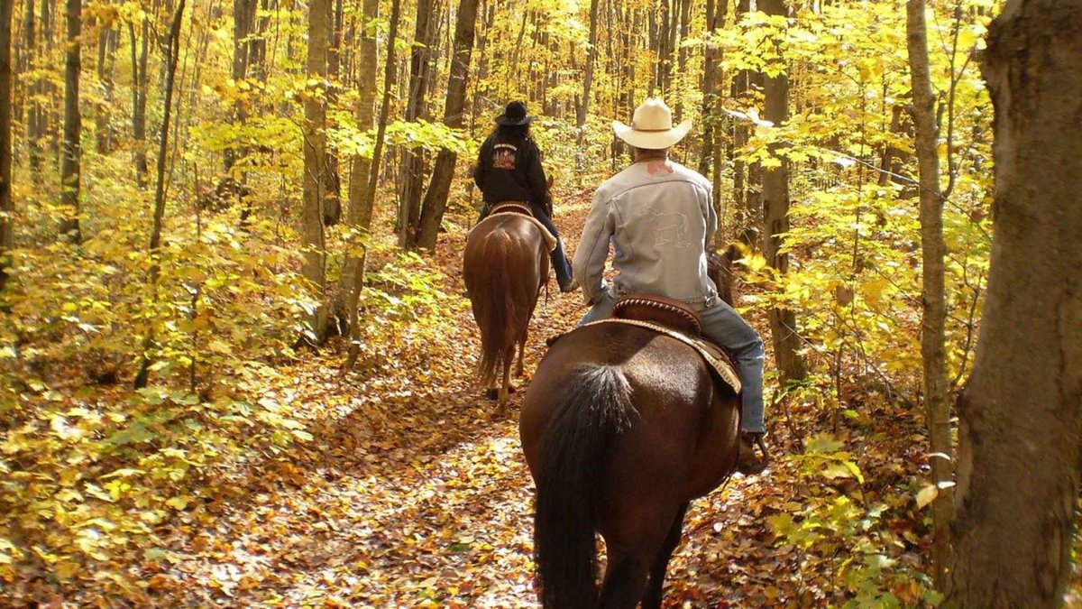 Прогулка в лесу на коне