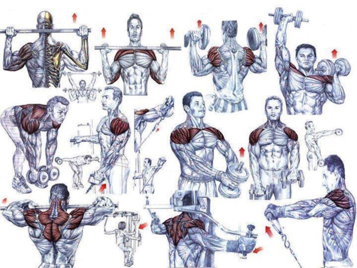 Накачать плечи мужчине. Упражнения для дельтовидных мышц в тренажерном зале для мужчин. Упражнения на дельтовидные мышцы с гантелями. Базовые упражнения на дельтовидные мышцы. Упражнения для накачивания плечевых мышц.