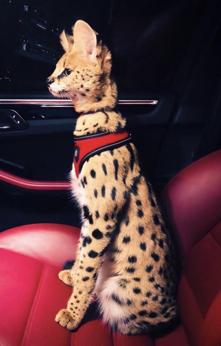 Леопардовая кошка порода сервал