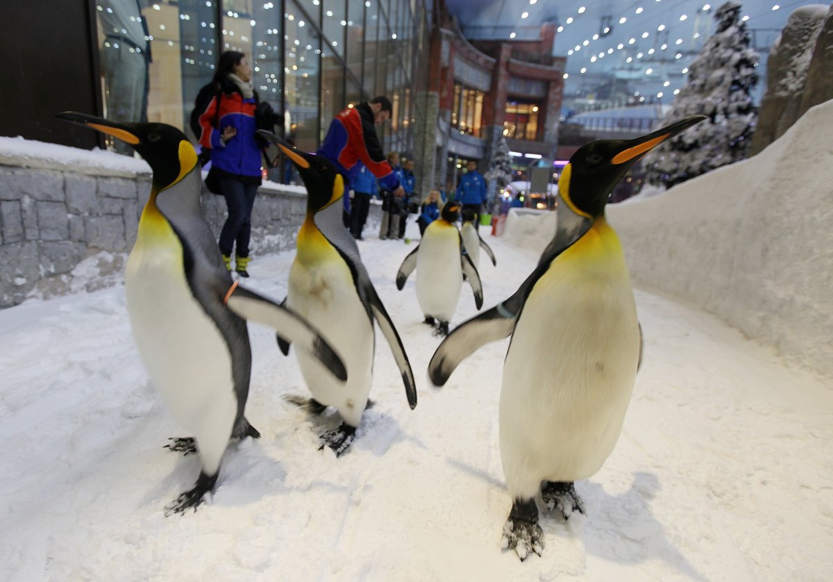 Ski Dubai пингвины