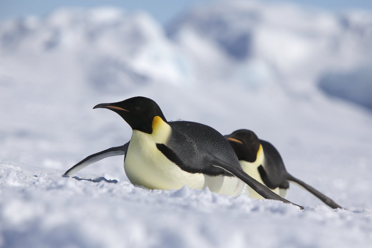 Пингвин катится с горы