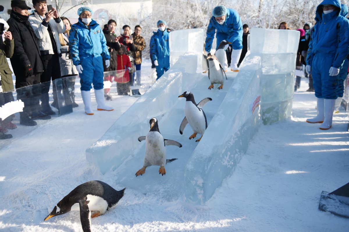 Пингвины катаются