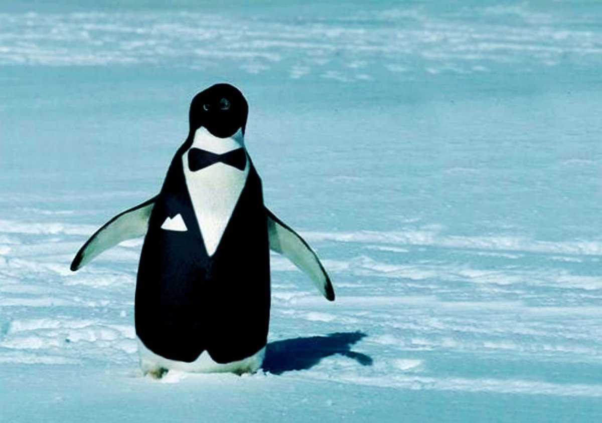 Пингвин во фраке