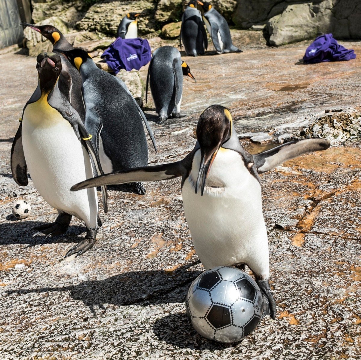 Пингвины на экваторе