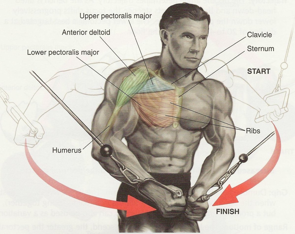 Упражнения на низ грудных мышц