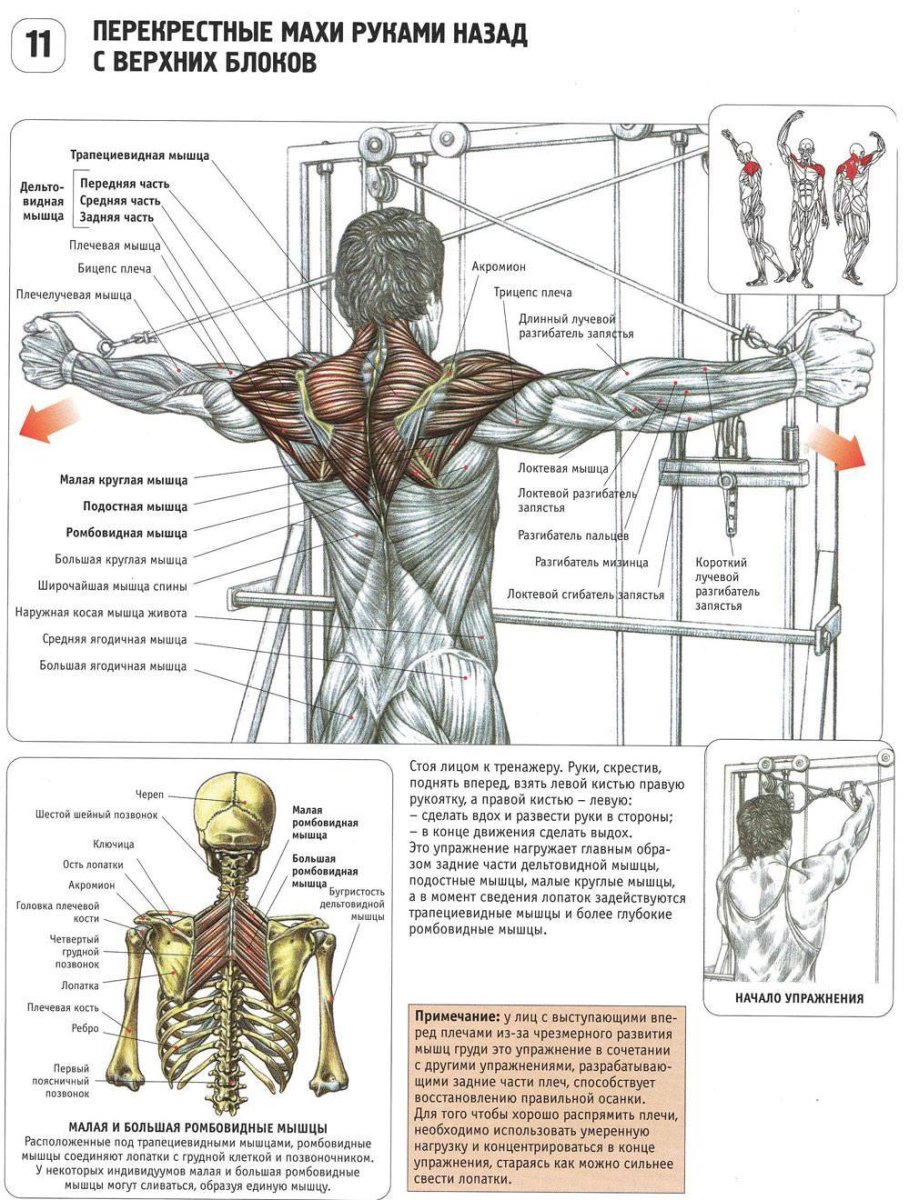 Анатомия плеча мышцы упражнения