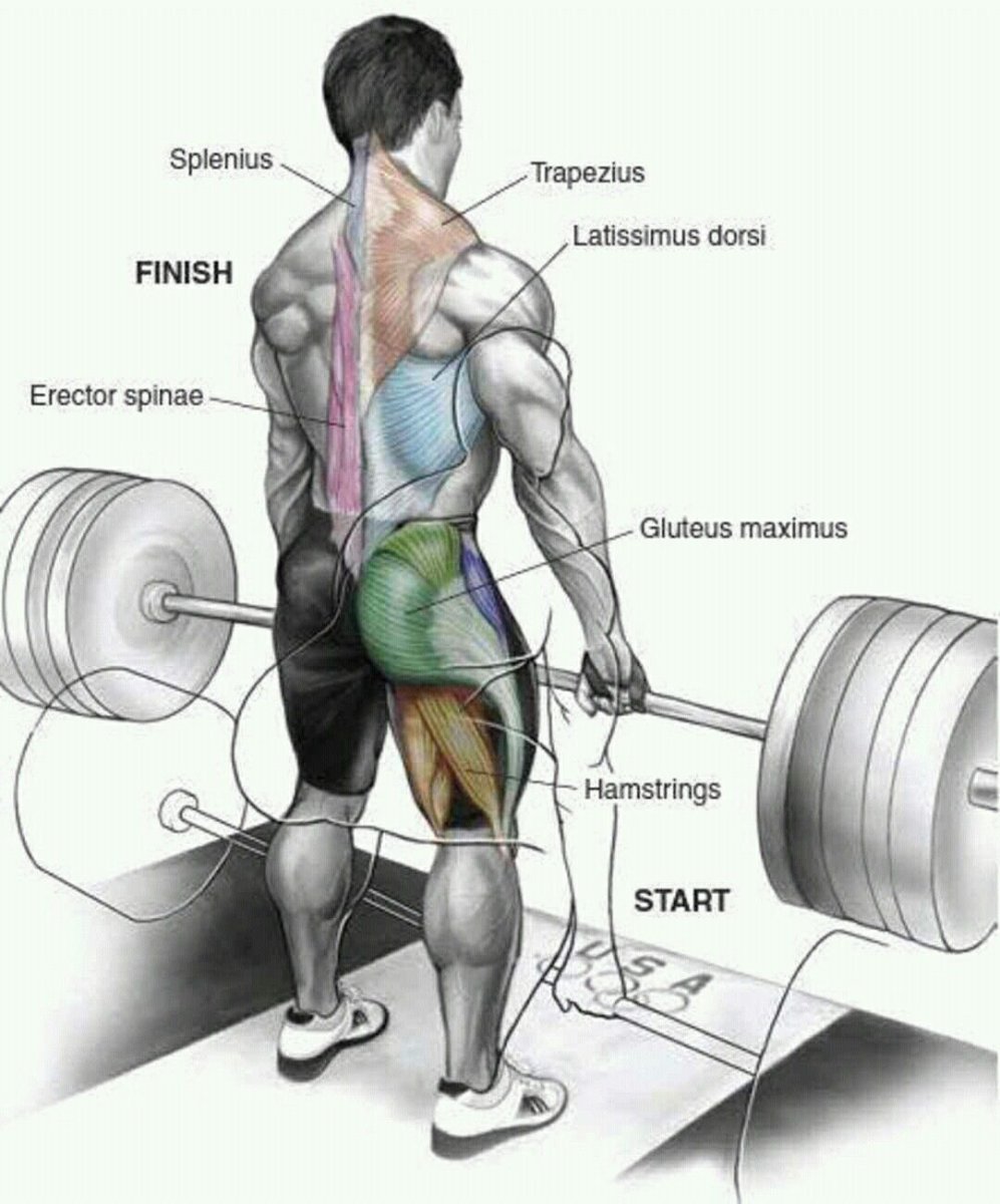 Мышцы задействованные в становой тяге