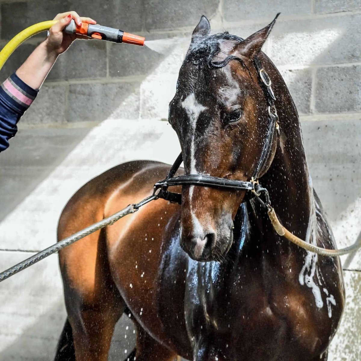 Мытье лошади