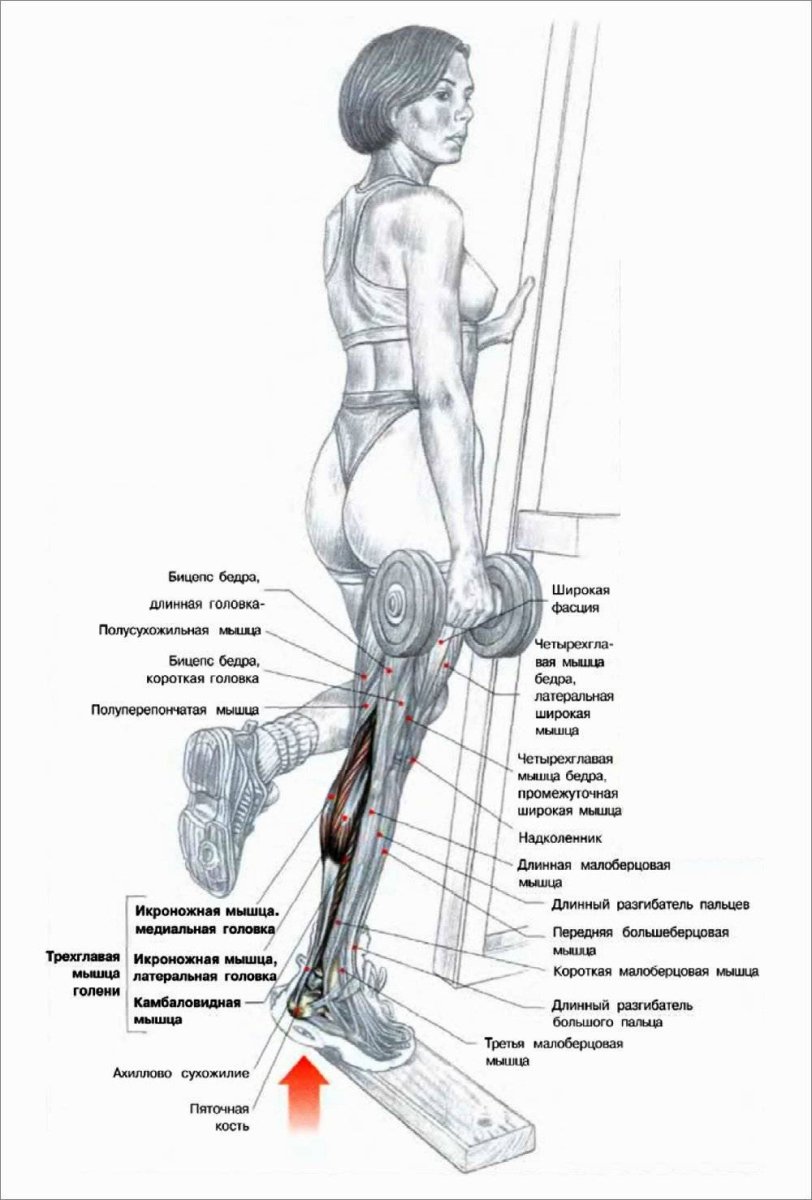 Подъем на носки для развития икроножных мышц