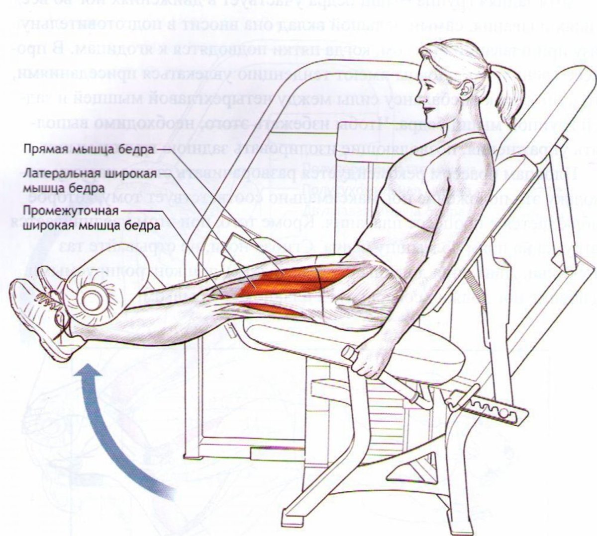 Сгибание ног в тренажере мышцы