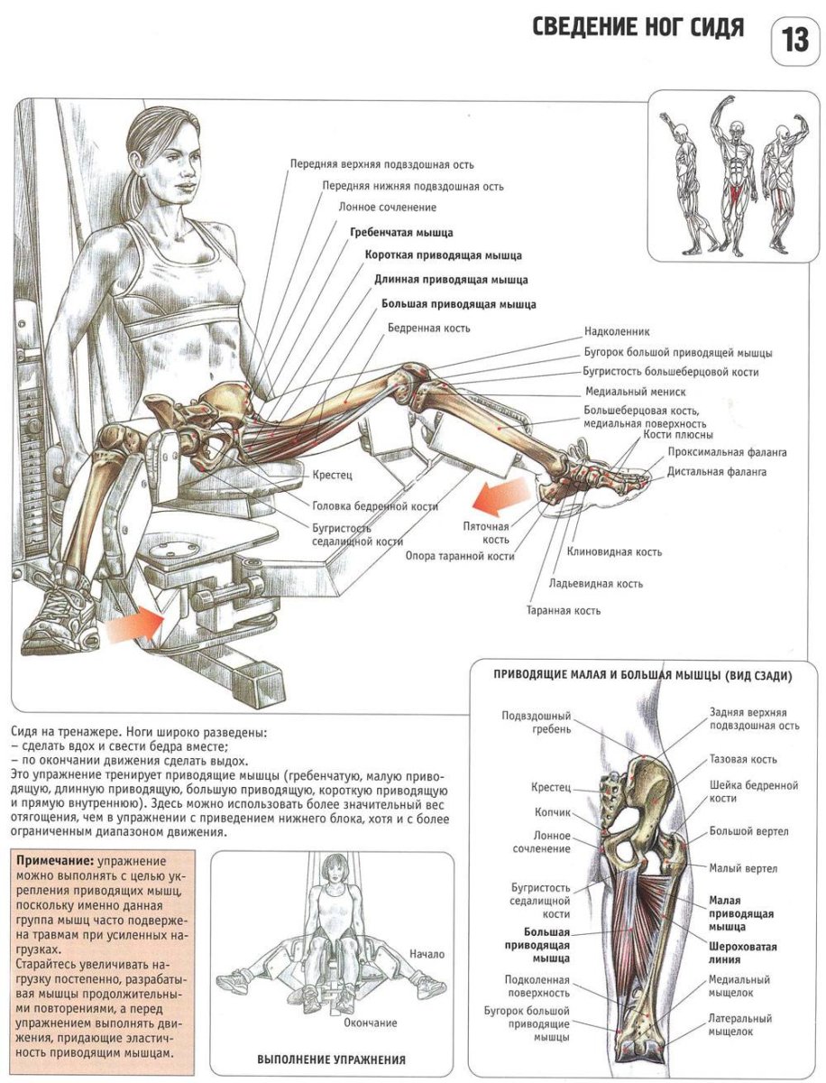 Анатомия силовых упражнений ноги