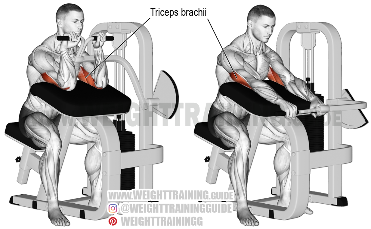 Упражнения на трицепс на тренажере